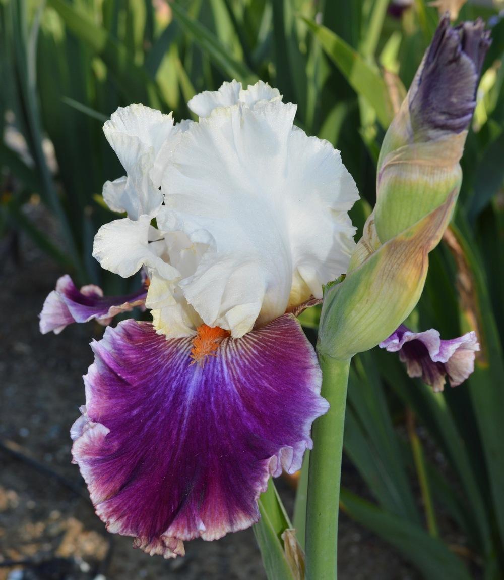 Photo of Tall Bearded Iris (Iris 'Regal Knave') uploaded by AndreaD