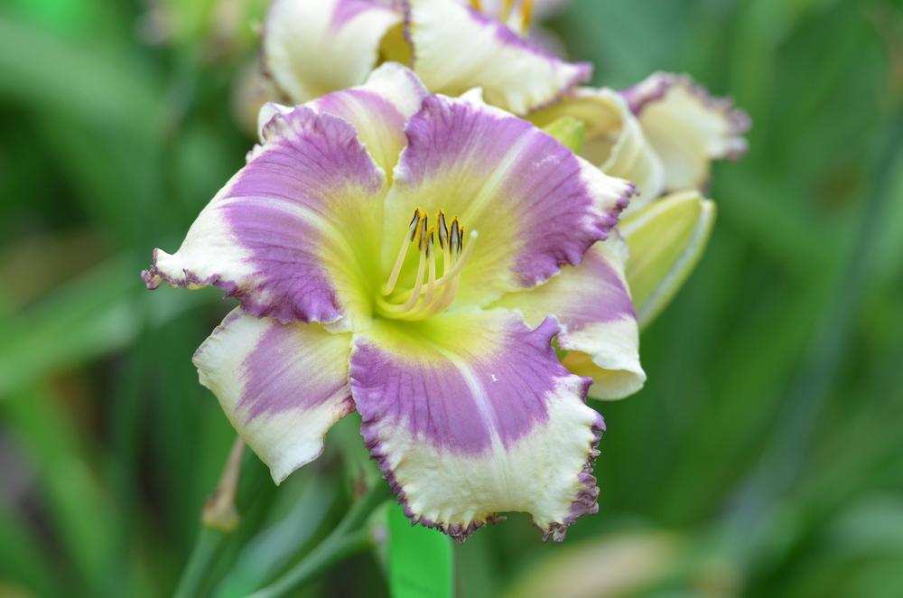 Photo of Daylily (Hemerocallis 'Spring of Living Water') uploaded by Anne
