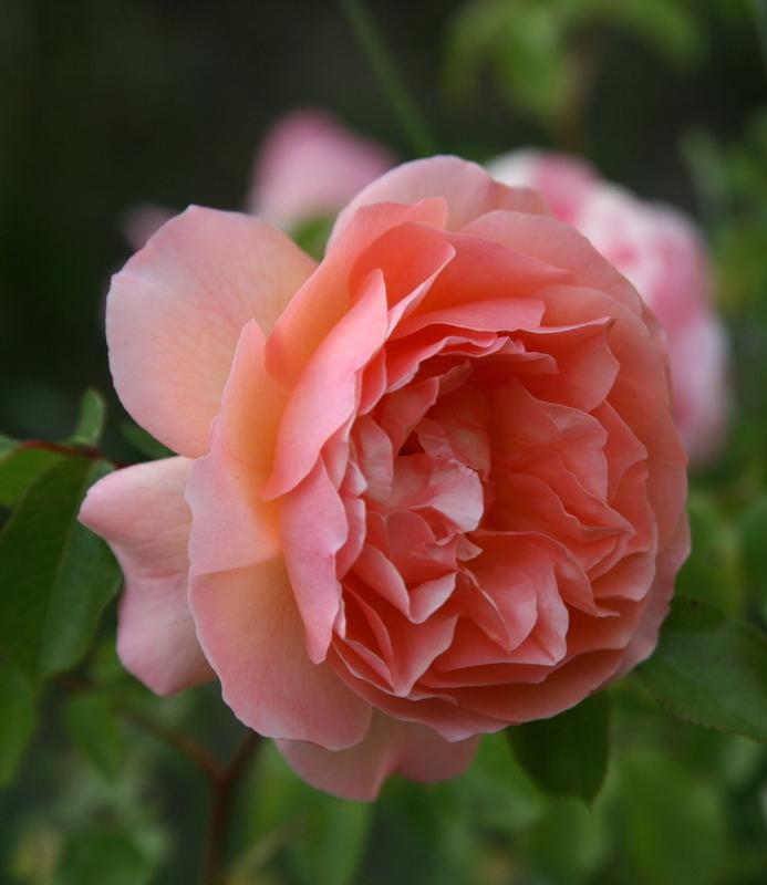 Photo of Rose (Rosa 'Louise Clements') uploaded by Calif_Sue