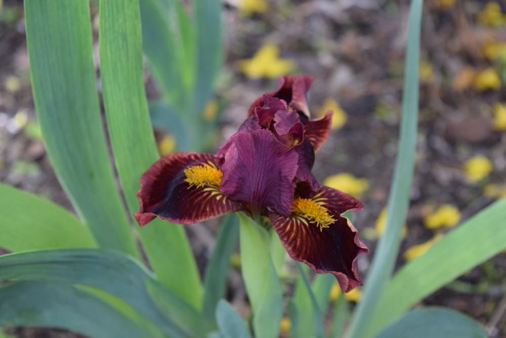 Photo of Standard Dwarf Bearded Iris (Iris 'Blazing') uploaded by Dachsylady86