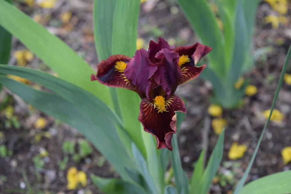 Photo of Standard Dwarf Bearded Iris (Iris 'Blazing') uploaded by Dachsylady86