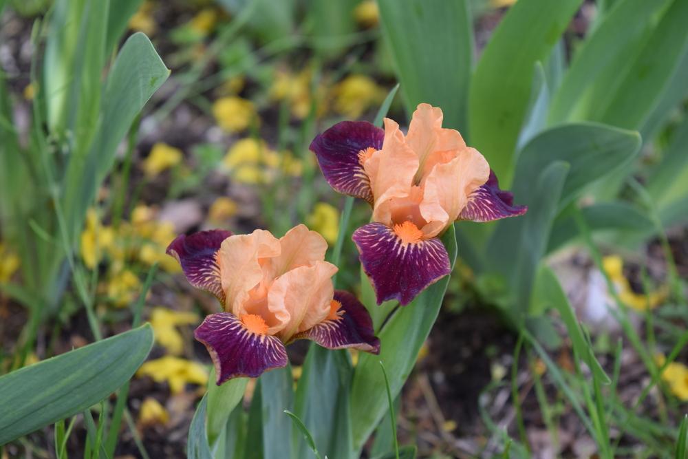 Photo of Miniature Dwarf Bearded Iris (Iris 'Ampersand') uploaded by Dachsylady86