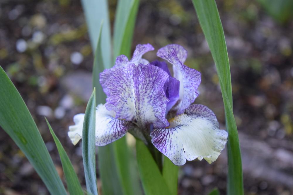 Photo of Standard Dwarf Bearded Iris (Iris 'Mini Mouse') uploaded by Dachsylady86