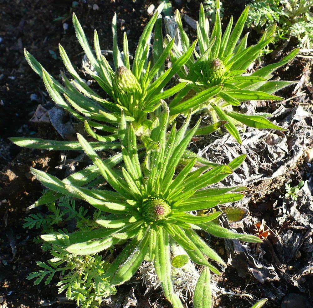Photo of Echium (Pontechium maculatum subsp. maculatum) uploaded by HemNorth