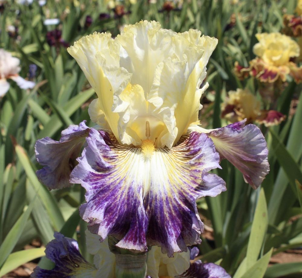 Photo of Tall Bearded Iris (Iris 'Cold Fusion') uploaded by Moiris