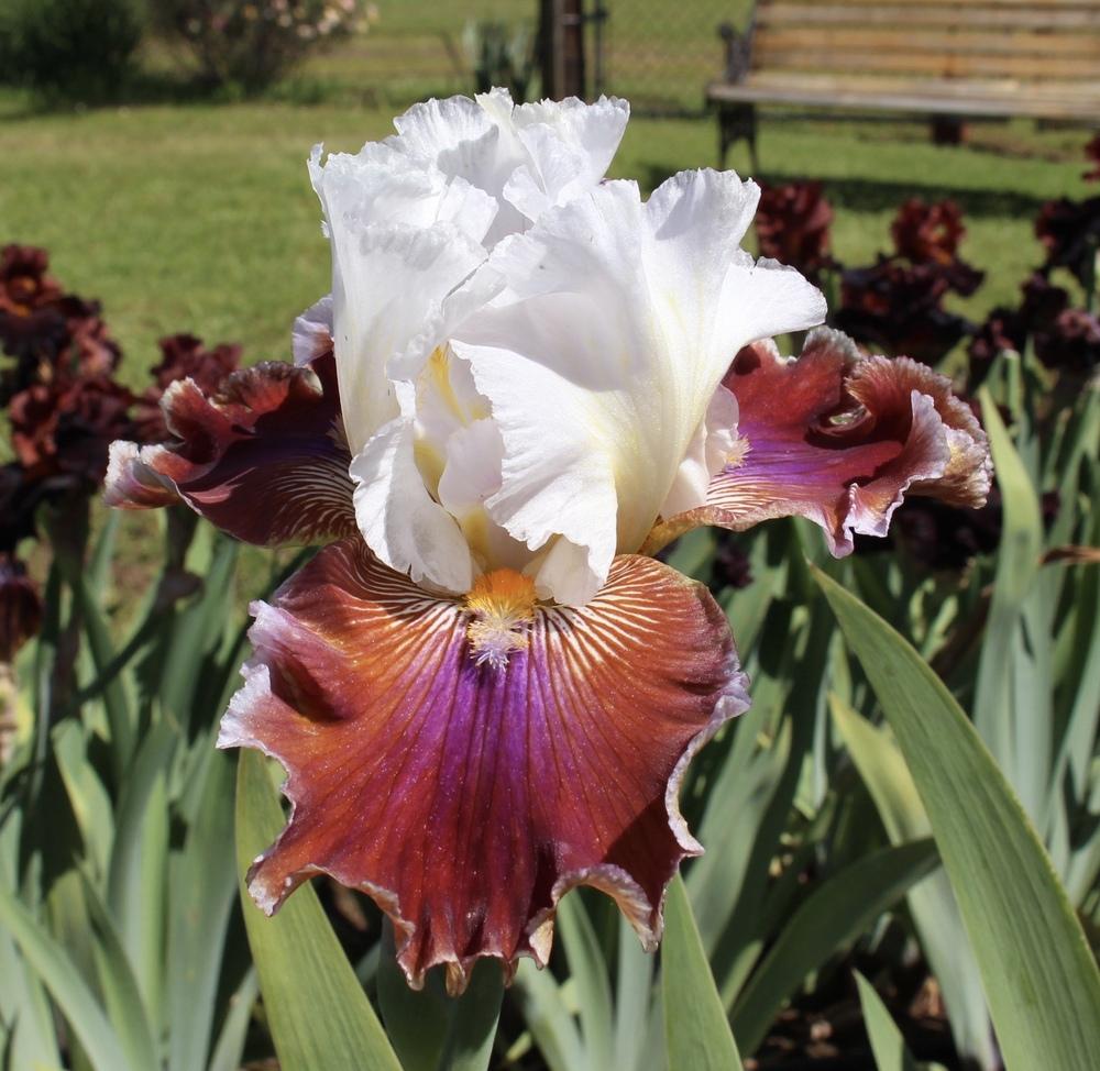 Photo of Tall Bearded Iris (Iris 'Blaze Valley') uploaded by Moiris