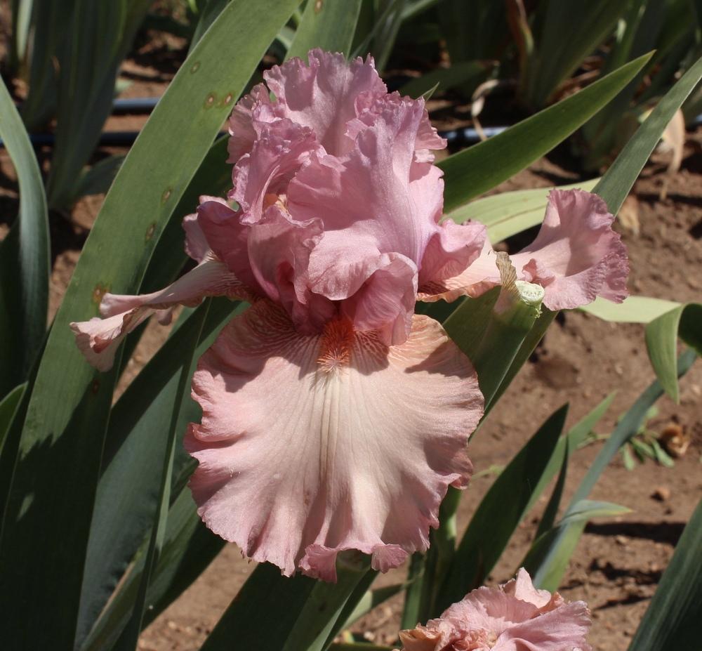 Photo of Tall Bearded Iris (Iris 'Company of One') uploaded by Moiris