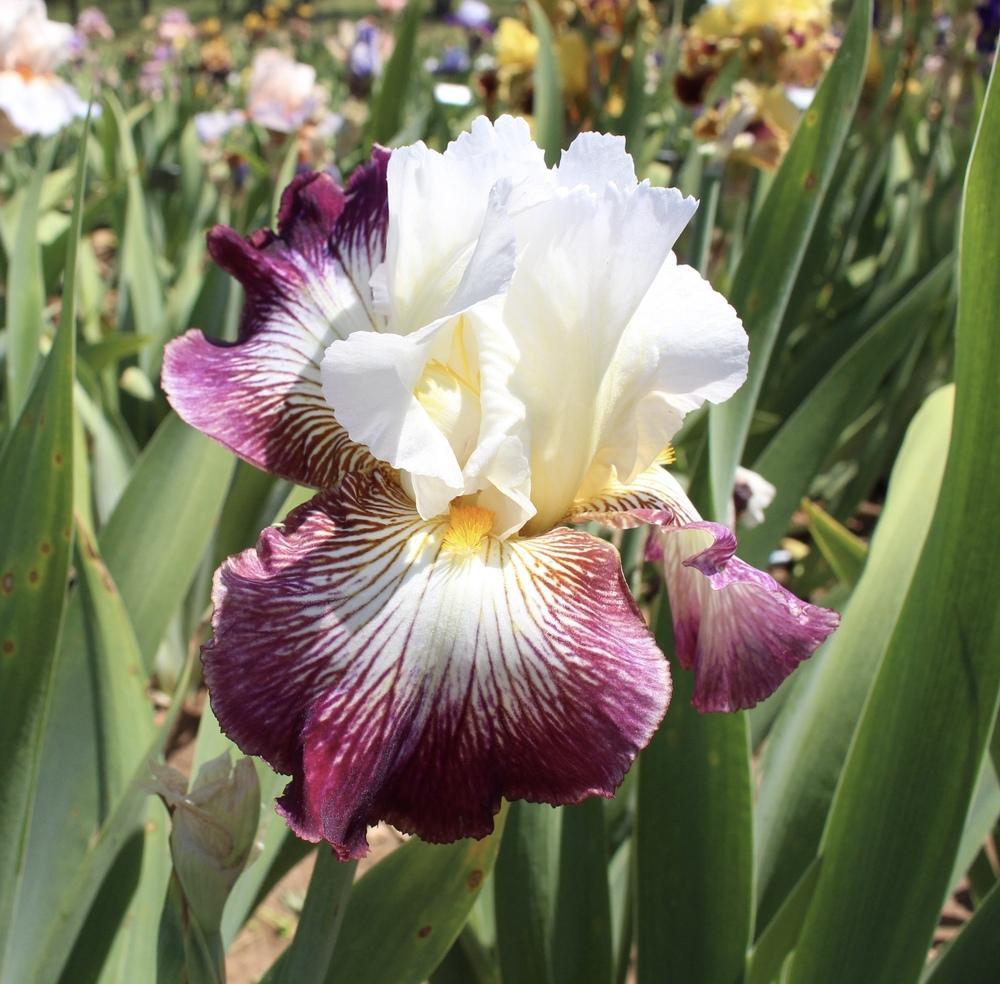 Photo of Tall Bearded Iris (Iris 'Color Strokes') uploaded by Moiris