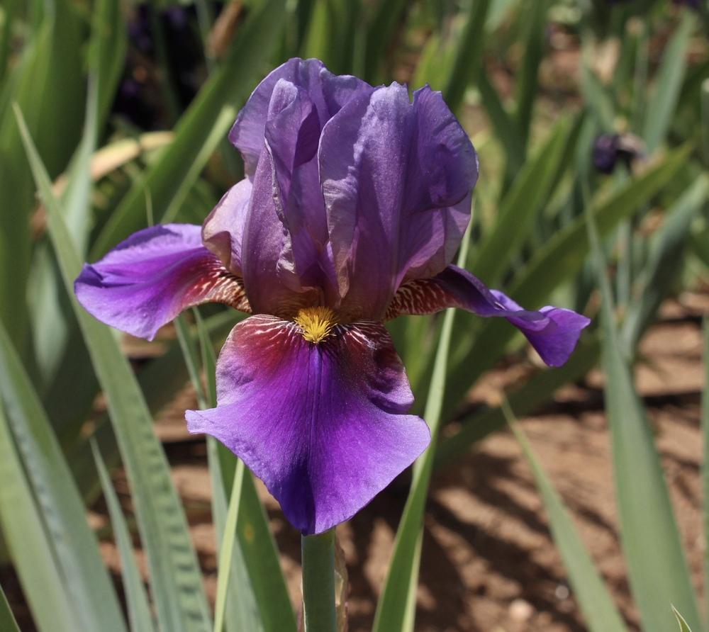 Photo of Tall Bearded Iris (Iris 'Rhapsody') uploaded by Moiris