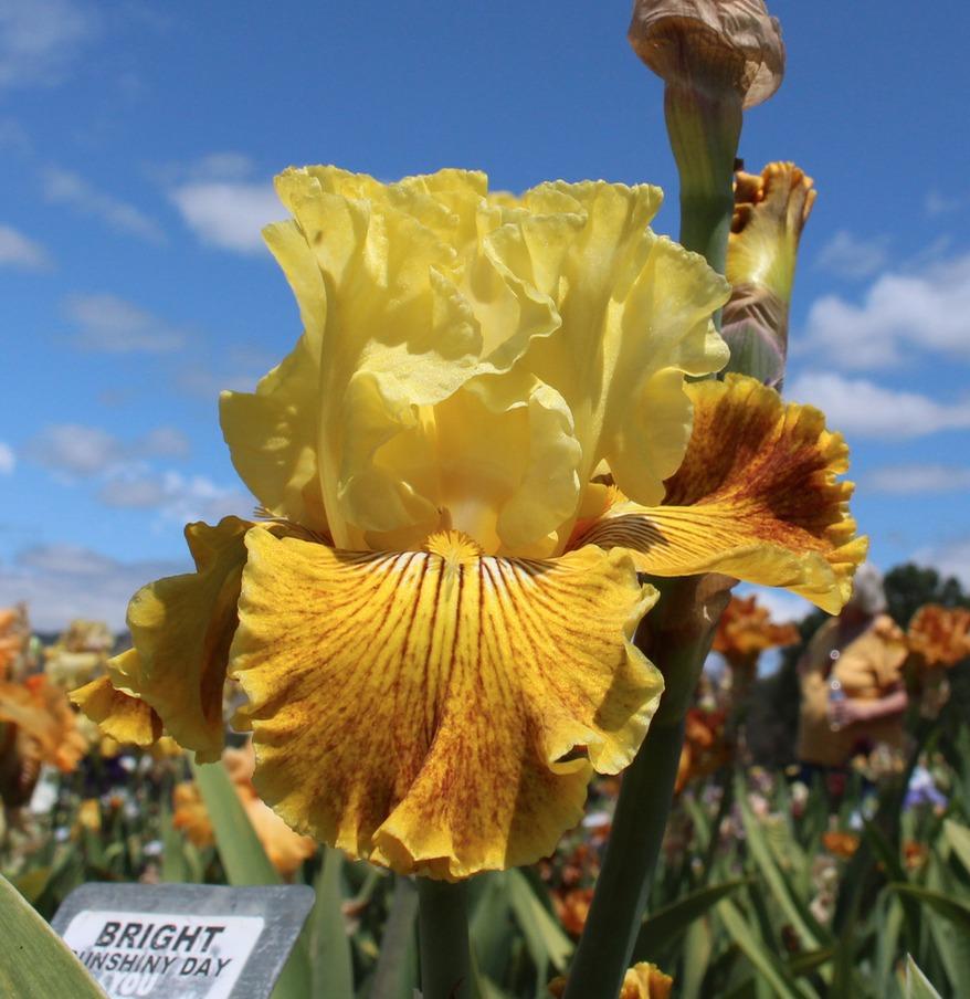 Photo of Tall Bearded Iris (Iris 'Bright Sunshiny Day') uploaded by Moiris