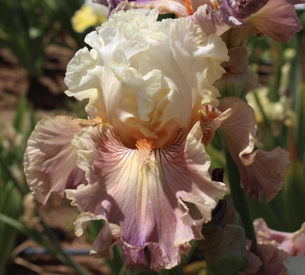 Photo of Tall Bearded Iris (Iris 'Strawberry Sorbet') uploaded by Moiris