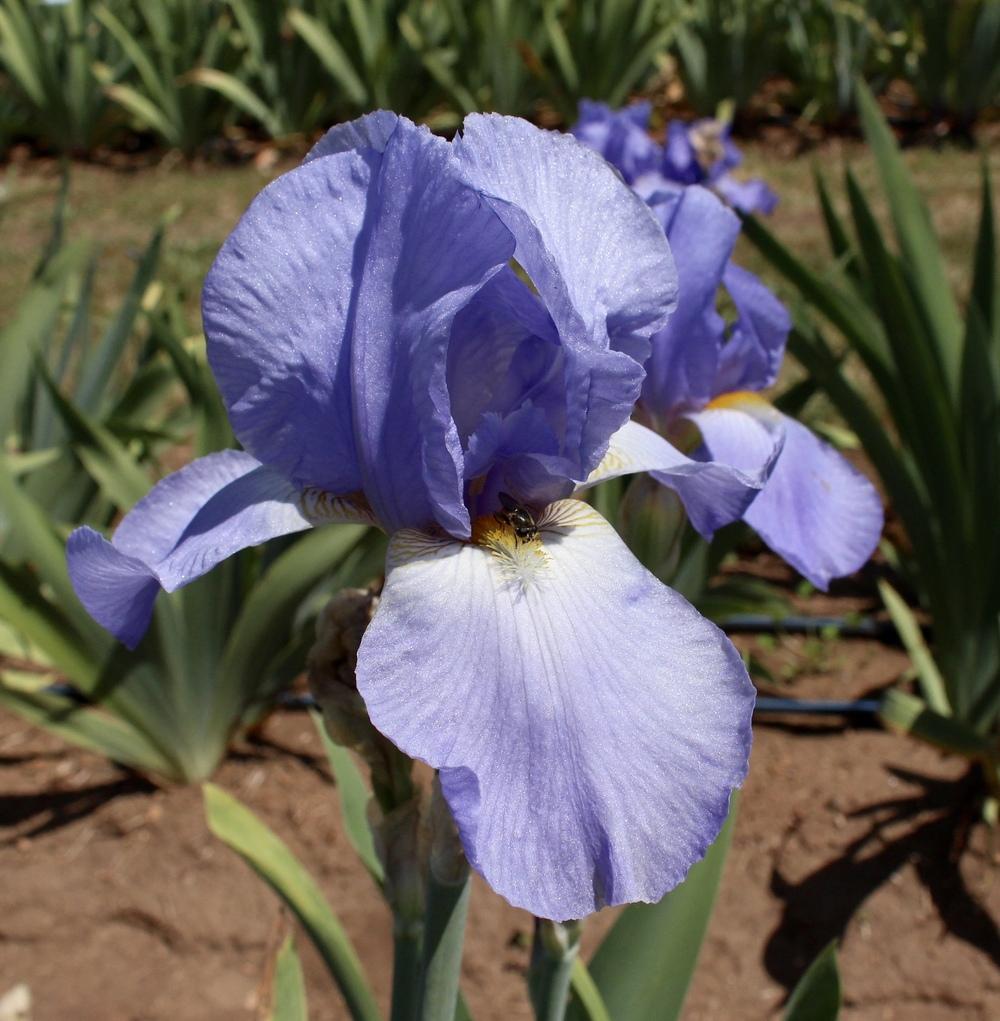 Photo of Tall Bearded Iris (Iris 'Great Lakes') uploaded by Moiris
