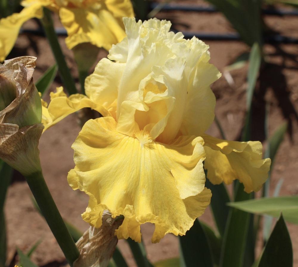 Photo of Tall Bearded Iris (Iris 'Sun Chic') uploaded by Moiris