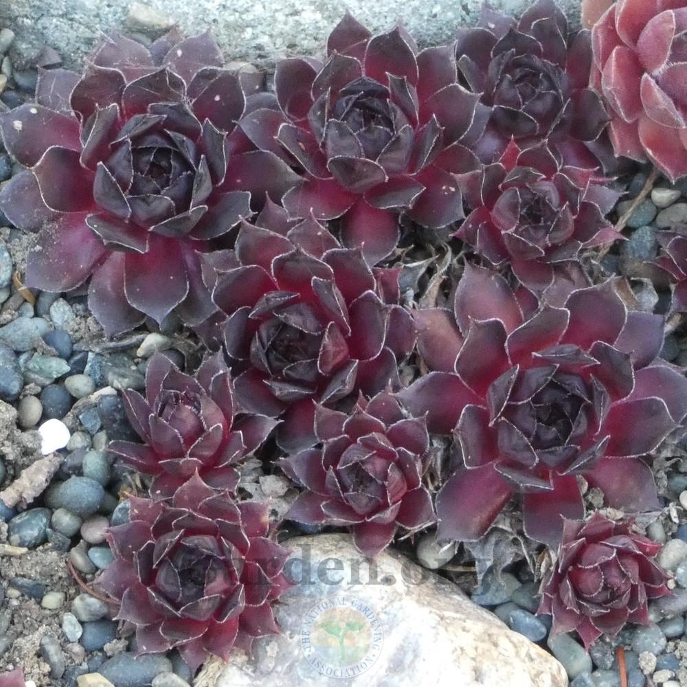 Photo of Hen and Chicks (Sempervivum 'Pacific Daemon') uploaded by Patty