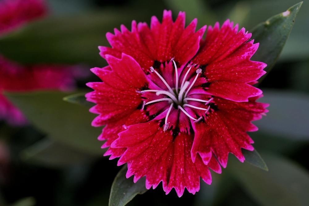 Photo of Dianthus uploaded by hhj9521