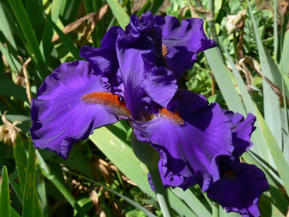 Photo of Tall Bearded Iris (Iris 'Paul Black') uploaded by janwax