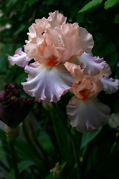 Photo of Tall Bearded Iris (Iris 'Celebration Song') uploaded by loosertora