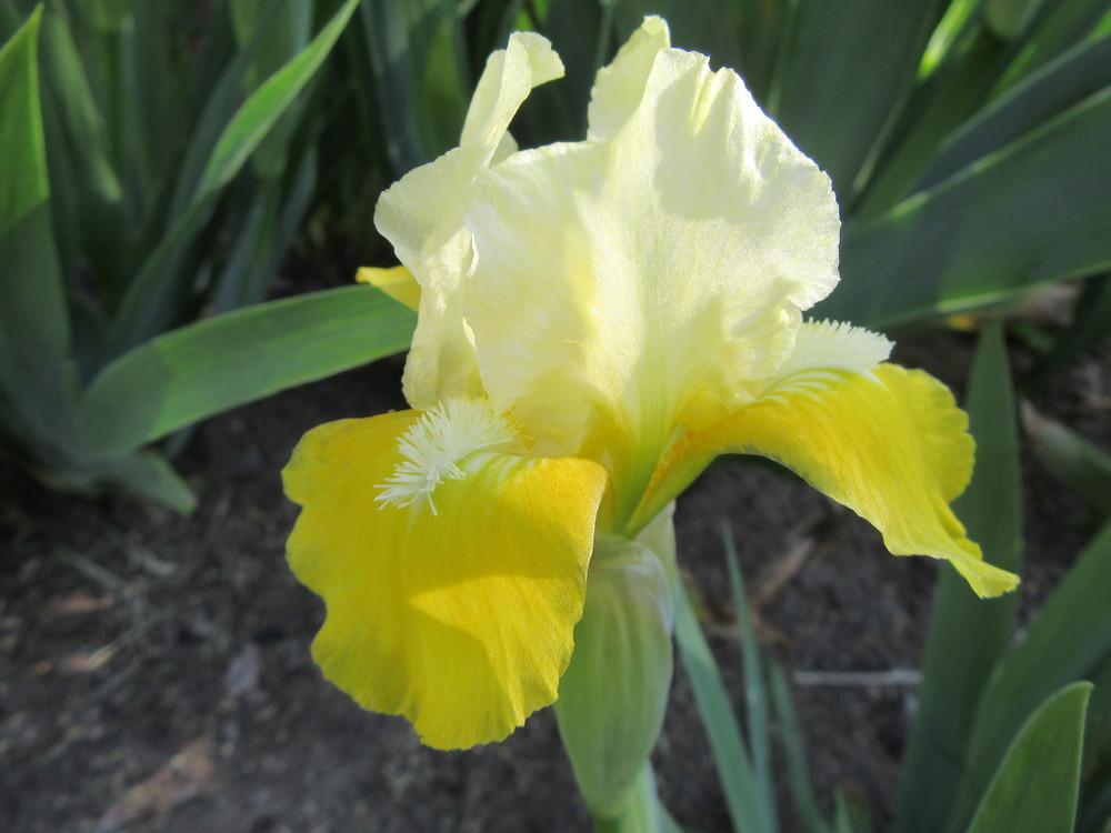 Photo of Standard Dwarf Bearded Iris (Iris 'Vavoom') uploaded by tveguy3