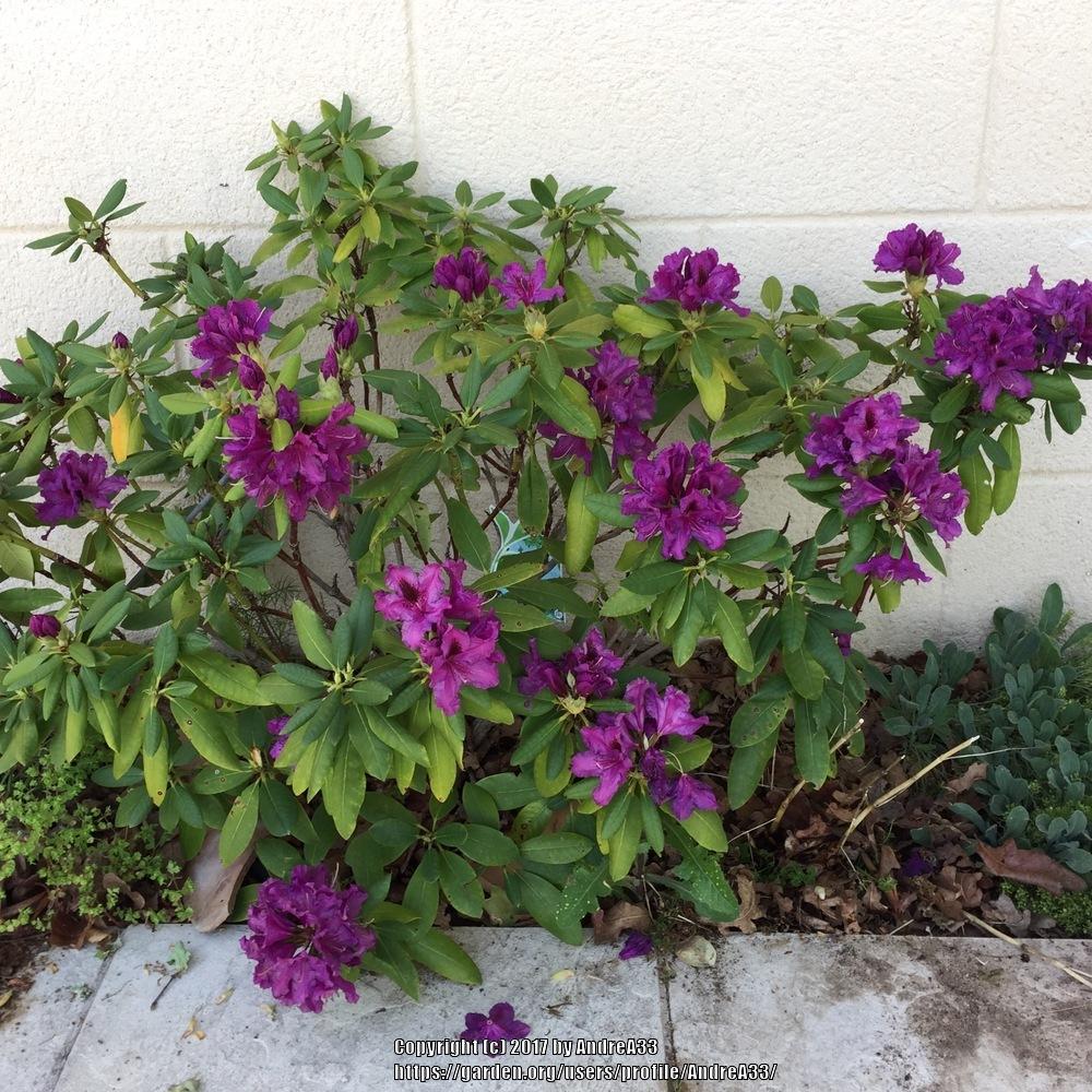 Photo of Rhododendron 'Azzuro' uploaded by AndreA33