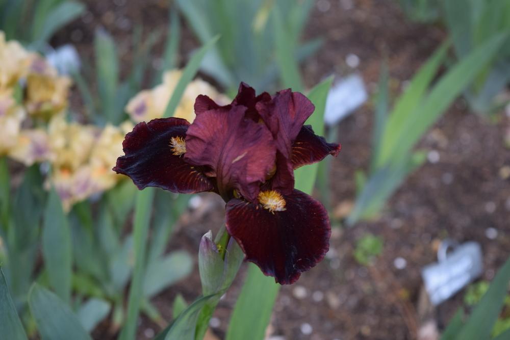 Photo of Standard Dwarf Bearded Iris (Iris 'Flaming Lips') uploaded by Dachsylady86