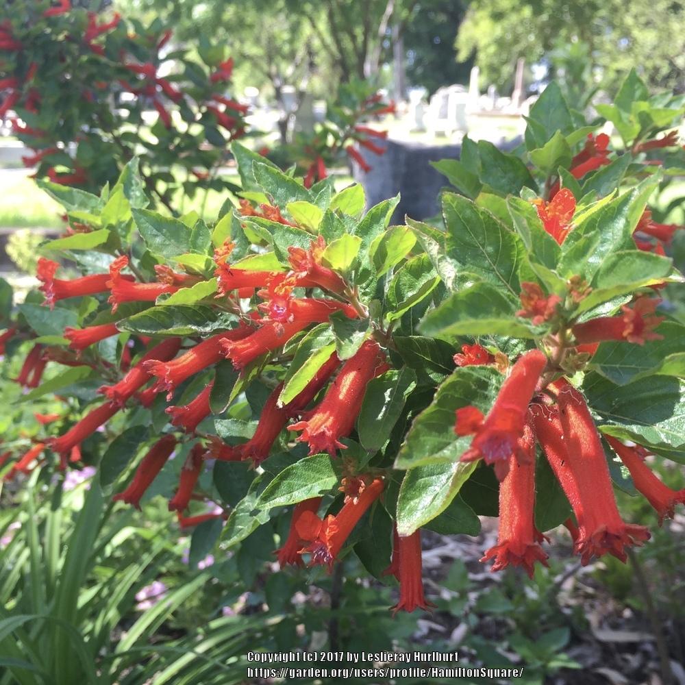 Photo of Salvadoran Cigar Plant (Cuphea salvadorensis) uploaded by HamiltonSquare