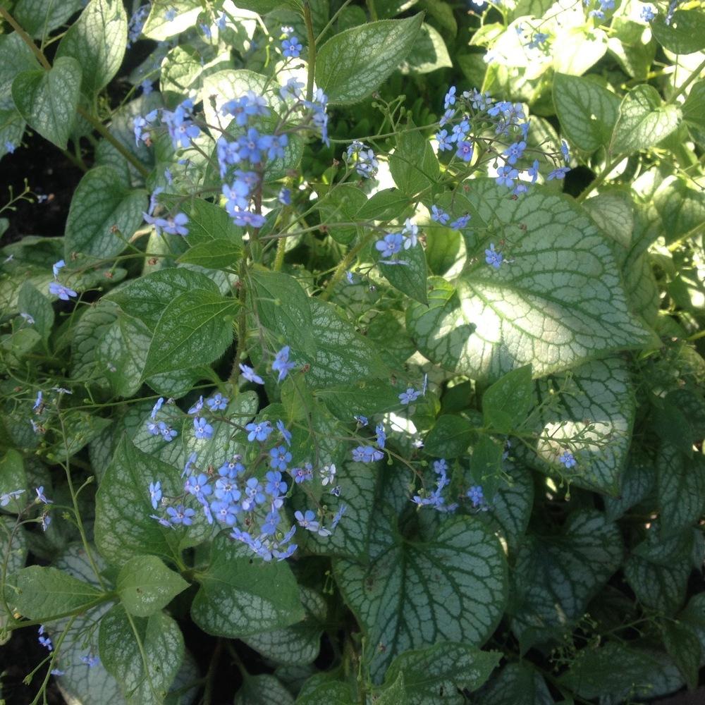Photo of Silver Siberian bugloss (Brunnera macrophylla 'Jack Frost') uploaded by csandt