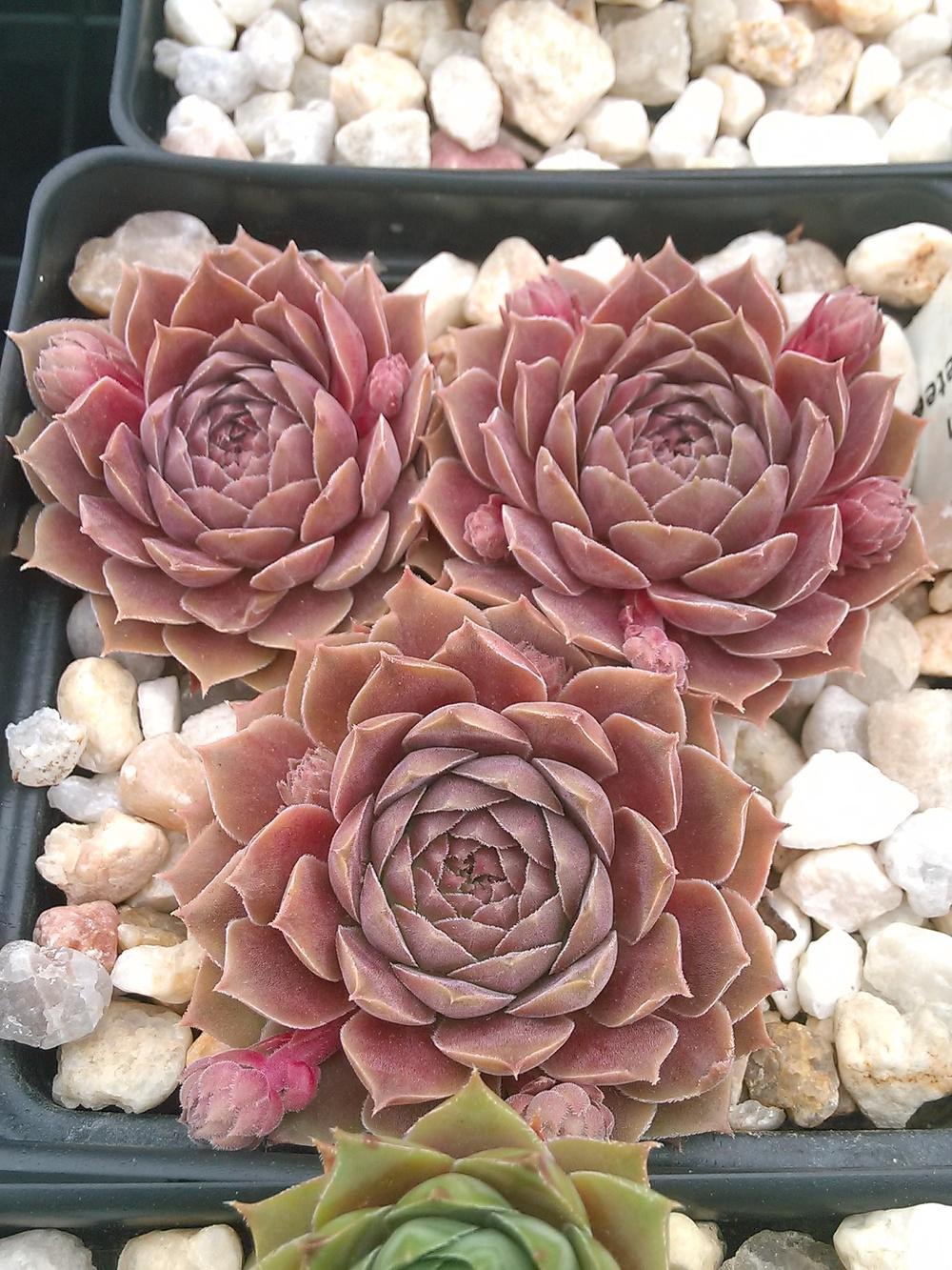 Photo of Hen and Chicks (Sempervivum 'Pacific Mauve') uploaded by jkbingh
