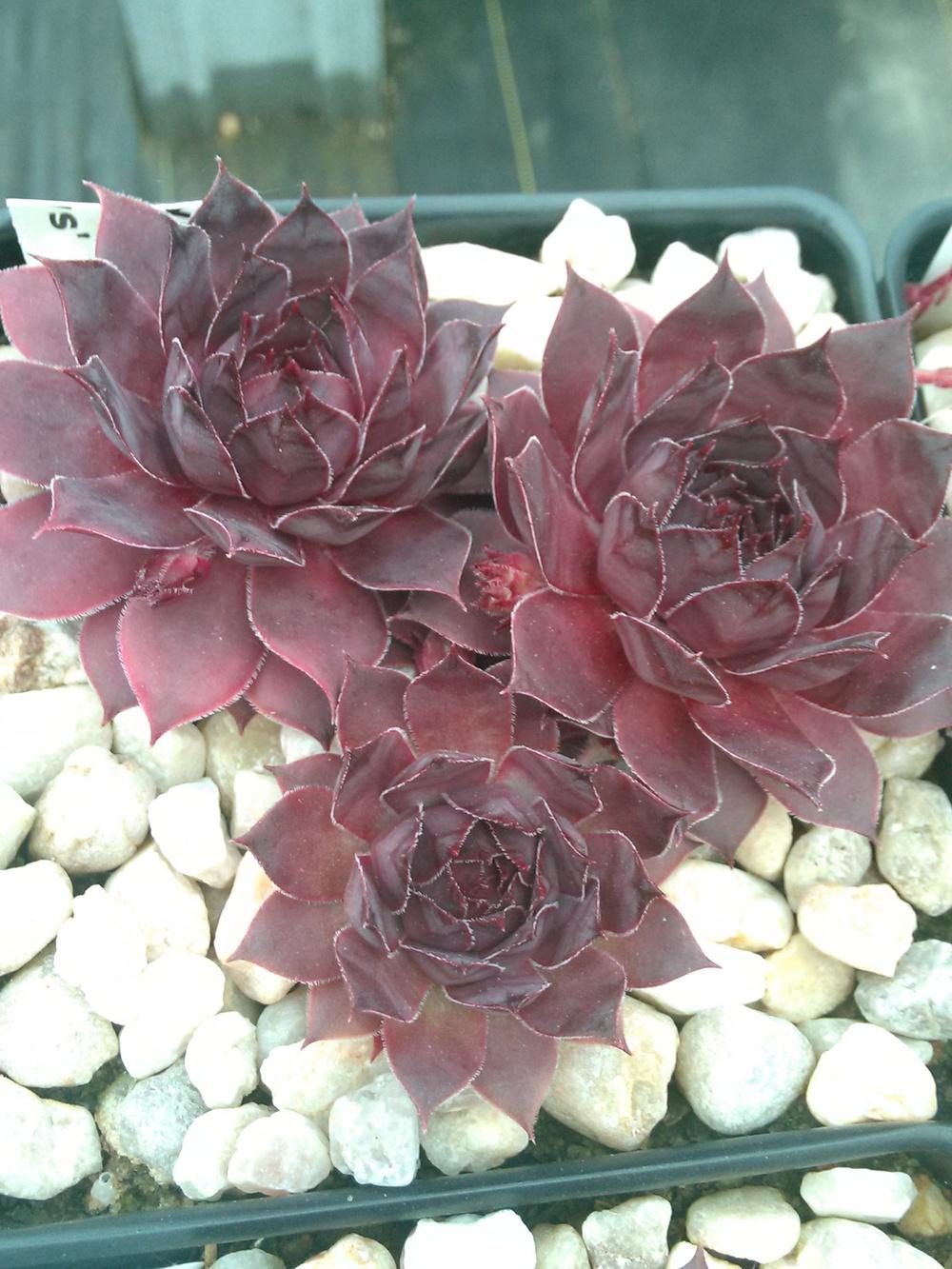 Photo of Hen and Chicks (Sempervivum 'Pacific Purple Shadows') uploaded by jkbingh
