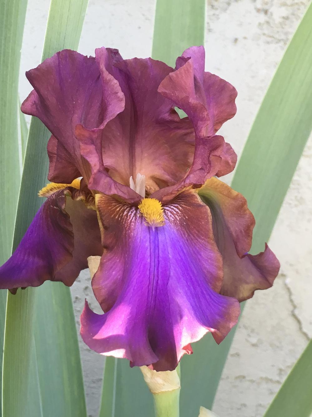 Photo of Tall Bearded Iris (Iris 'La Fortune') uploaded by lilpod13