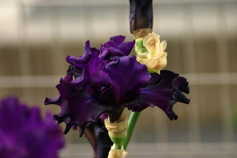 Photo of Tall Bearded Iris (Iris 'Diabolique') uploaded by loosertora