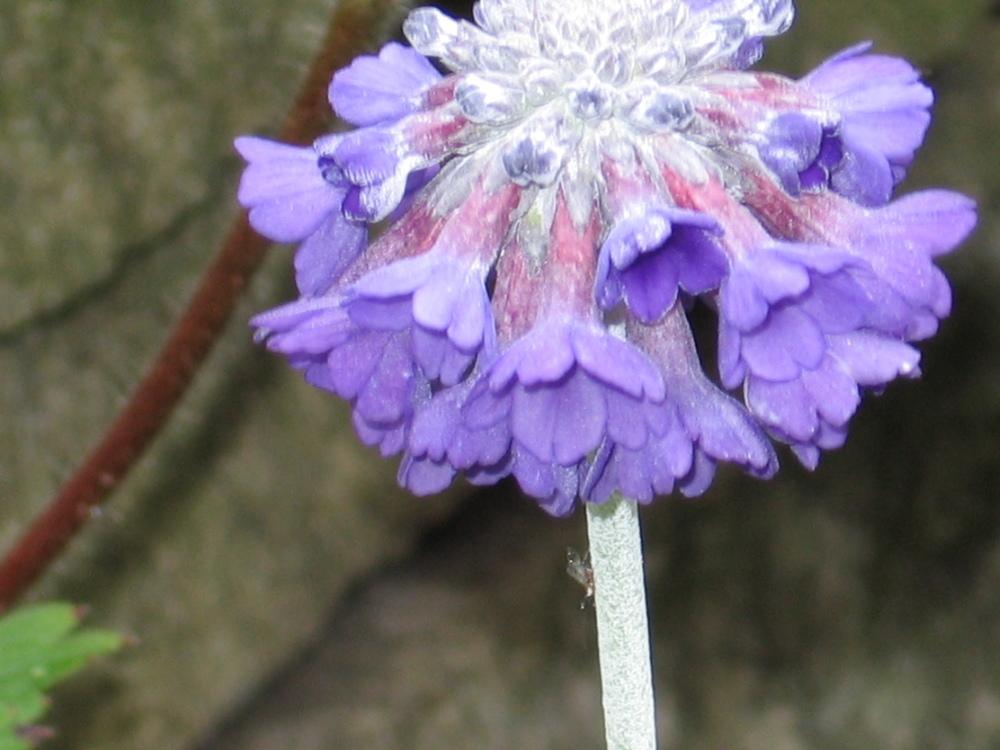 Photo of Asiatic Primrose (Primula capitata) uploaded by pjnew