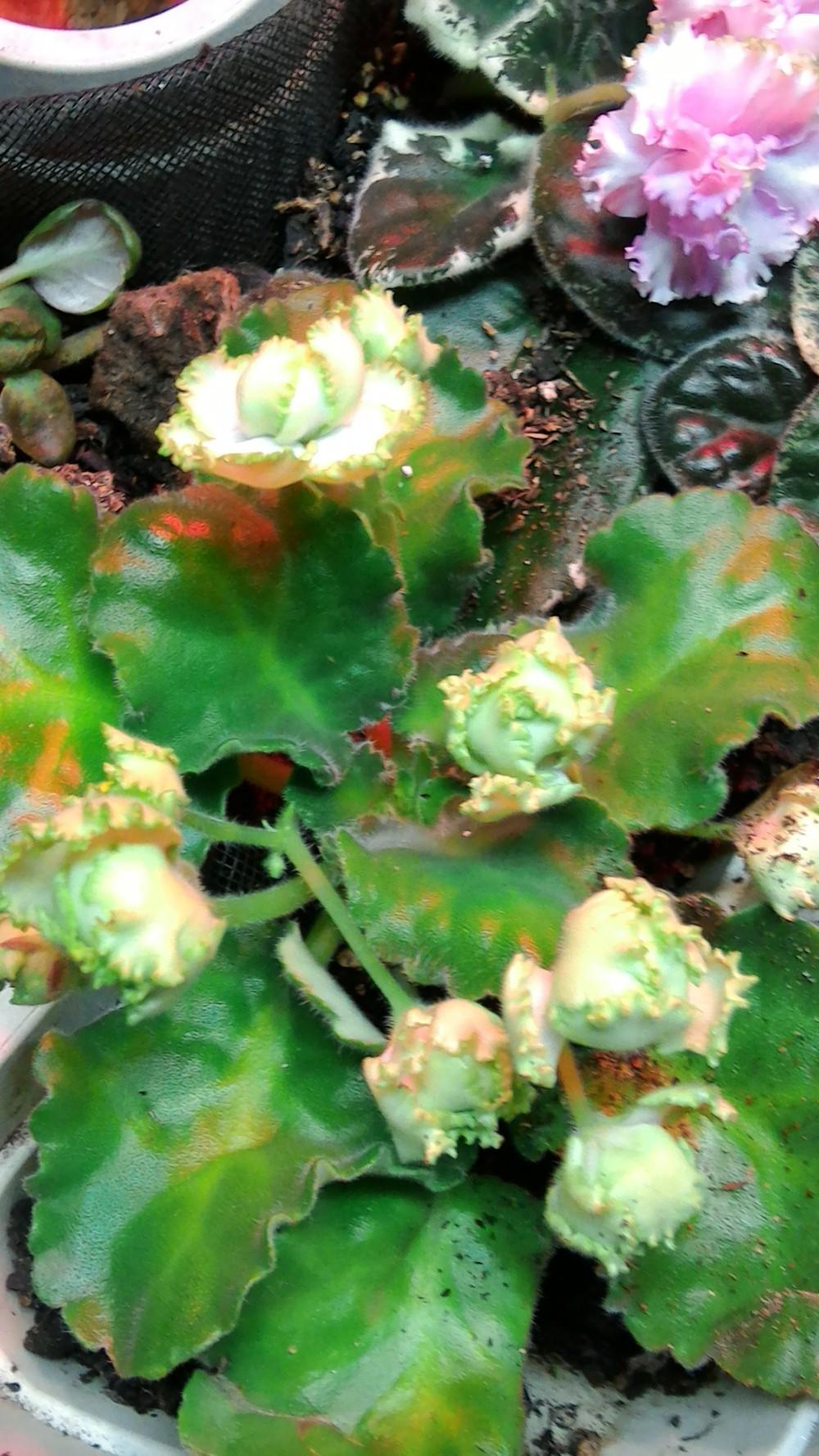 Photo of African Violet (Streptocarpus 'Irish Laughter') uploaded by texaskitty111