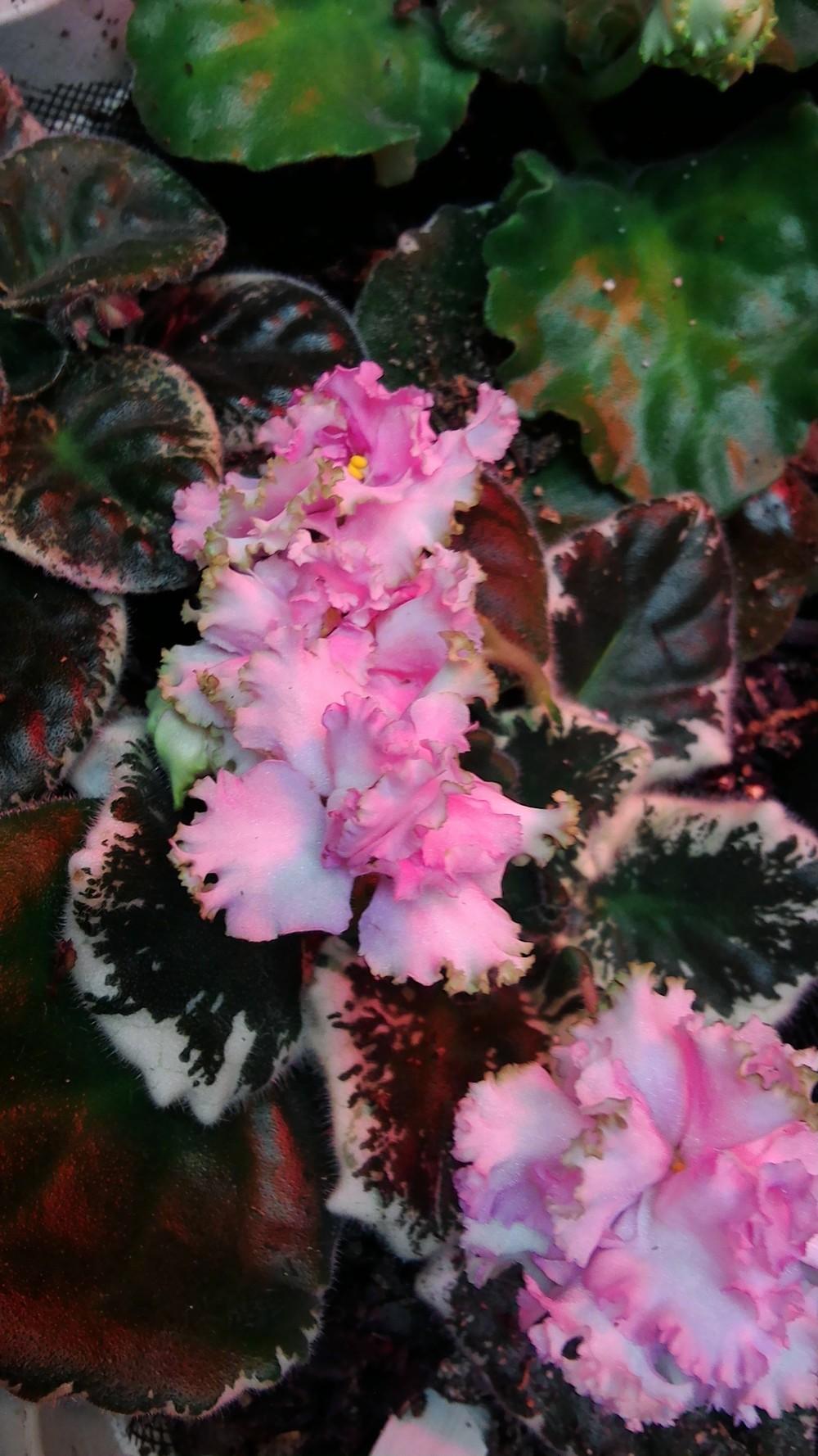 Photo of African Violet (Streptocarpus 'Irish Ruffles') uploaded by texaskitty111