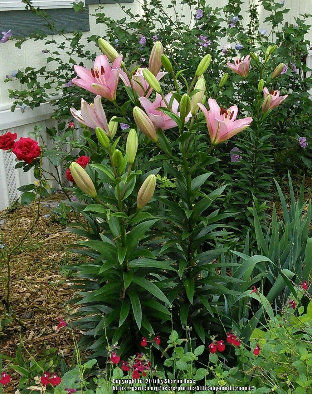 Photo of Lily (Lilium 'Brindisi') uploaded by Altheabyanothername
