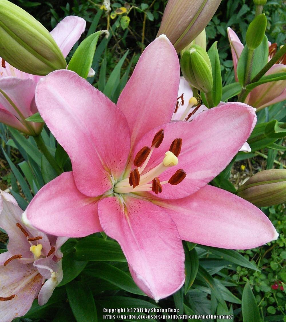 Photo of Lily (Lilium 'Brindisi') uploaded by Altheabyanothername
