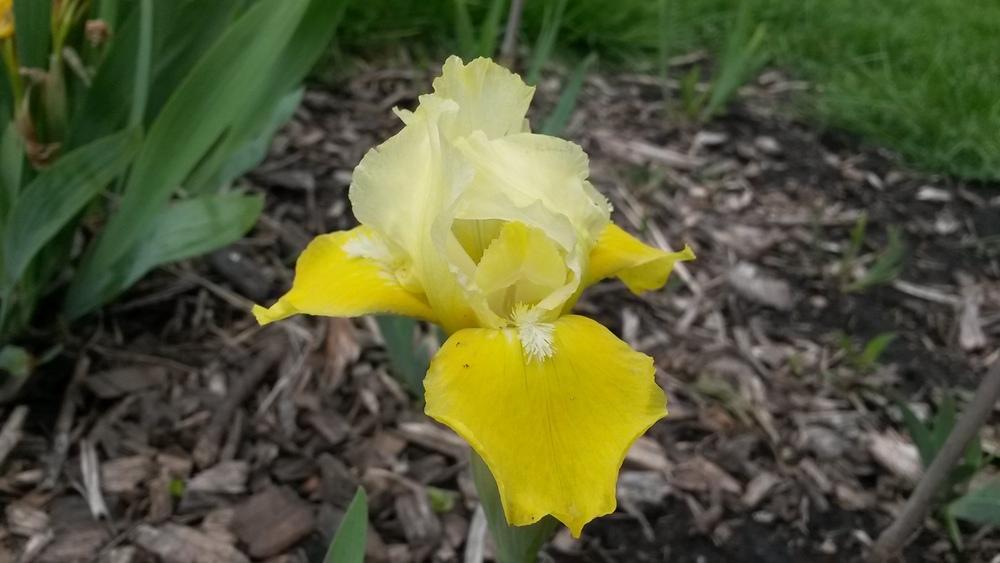 Photo of Standard Dwarf Bearded Iris (Iris 'Vavoom') uploaded by BlueFlagFan