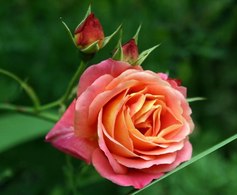 Photo of Rose (Rosa 'Disneyland Rose') uploaded by Calif_Sue