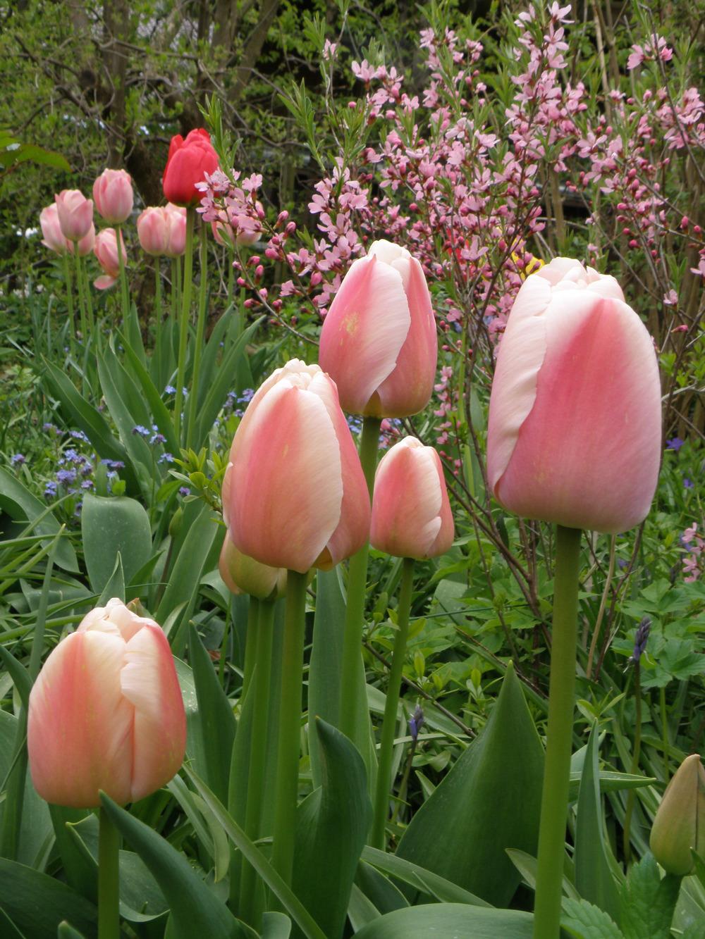 Photo of Darwin Hybrid Tulip (Tulipa 'Ollioules') uploaded by IrisLilli