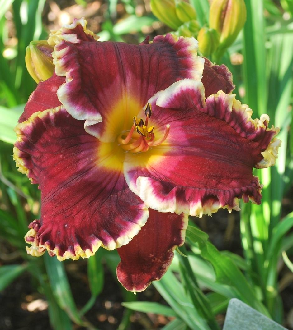 Photo of Daylily (Hemerocallis 'Superstitious') uploaded by LarryW