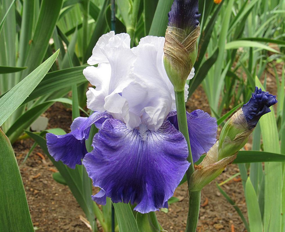Photo of Tall Bearded Iris (Iris 'Cross Current') uploaded by Lestv