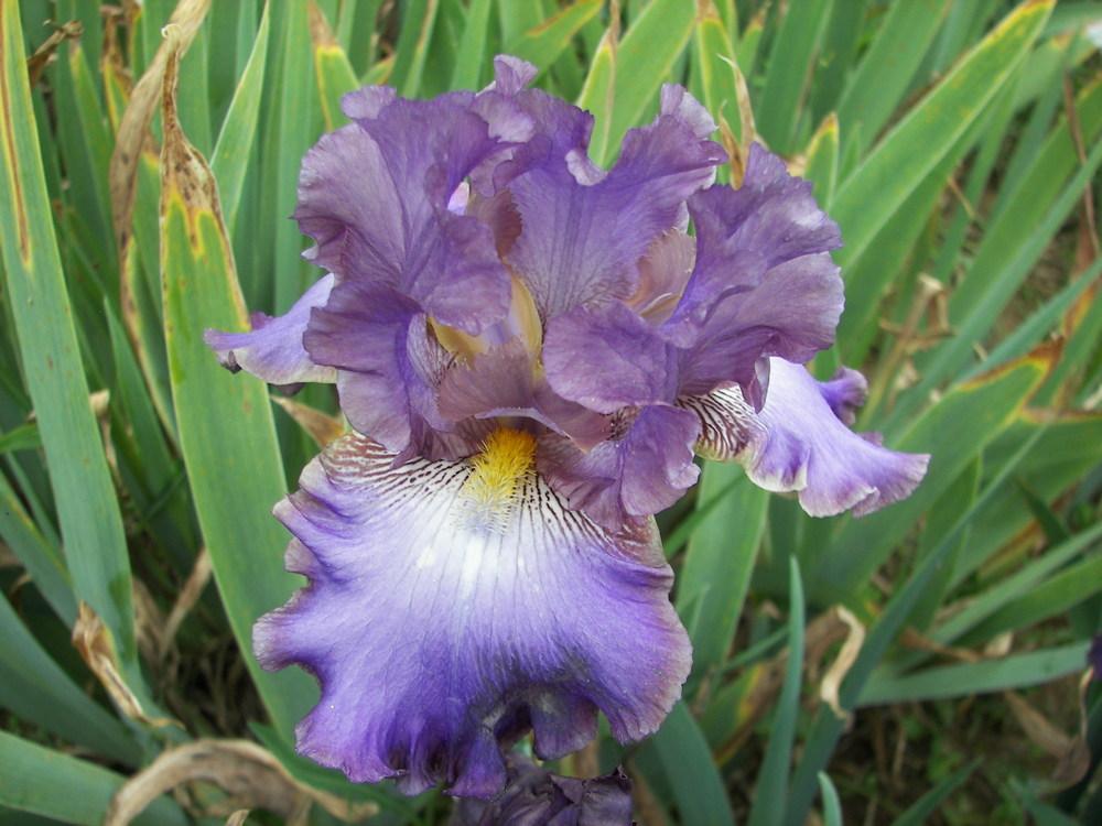 Photo of Tall Bearded Iris (Iris 'Afternoon in Rio') uploaded by alilyfan