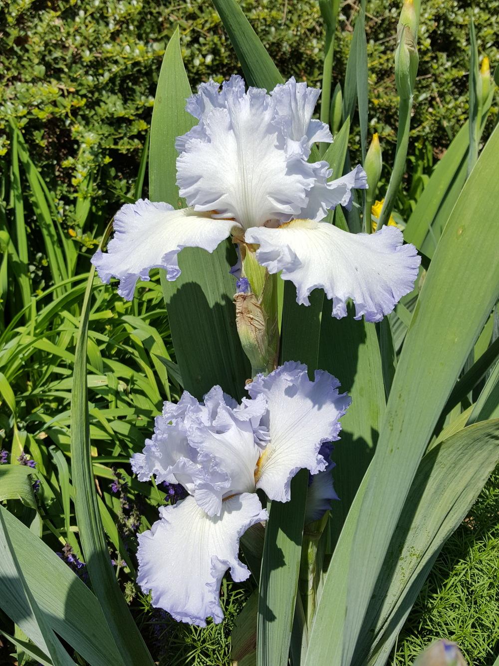 Photo of Tall Bearded Iris (Iris 'Cloud Ballet') uploaded by cwwilson3