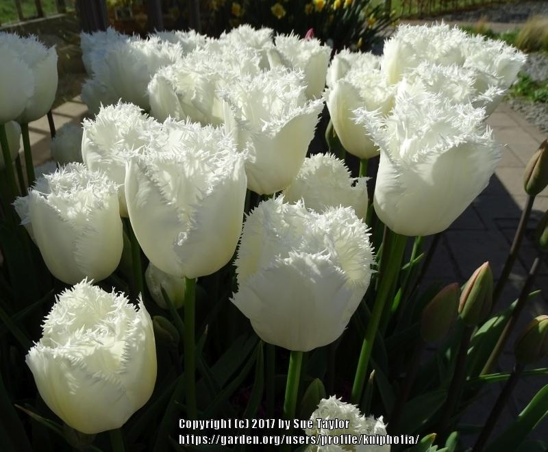 Photo of Fringed Tulip (Tulipa 'Honeymoon') uploaded by kniphofia