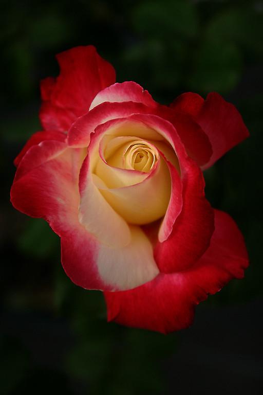 Photo of Hybrid Tea Rose (Rosa 'Double Delight') uploaded by loosertora