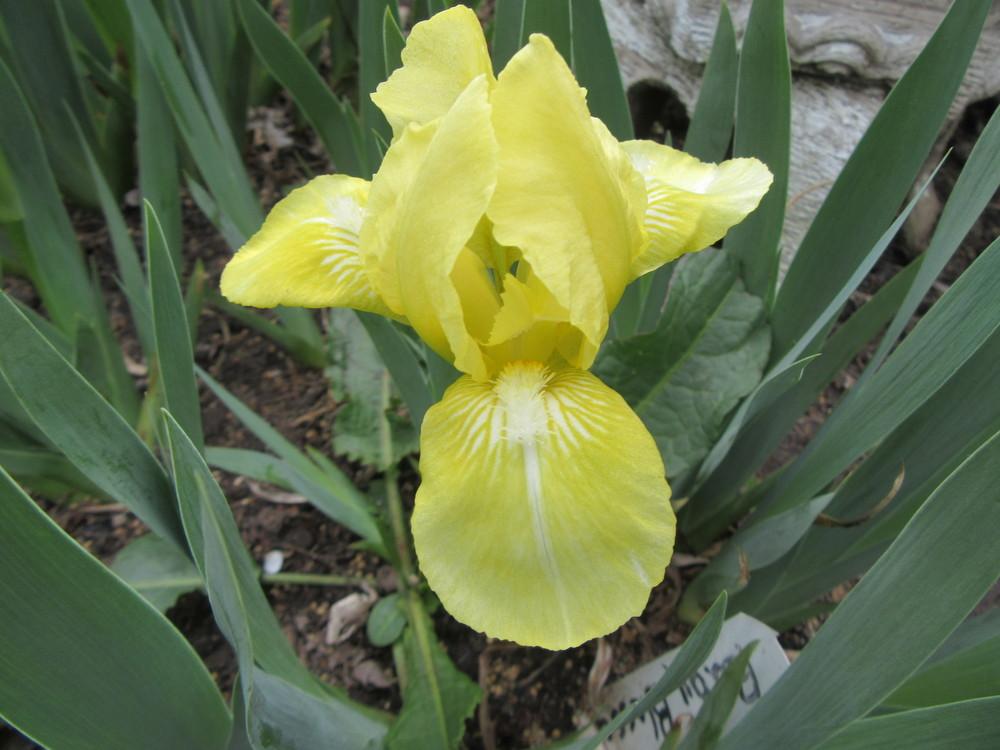 Photo of Standard Dwarf Bearded Iris (Iris 'Baby Blessed') uploaded by tveguy3