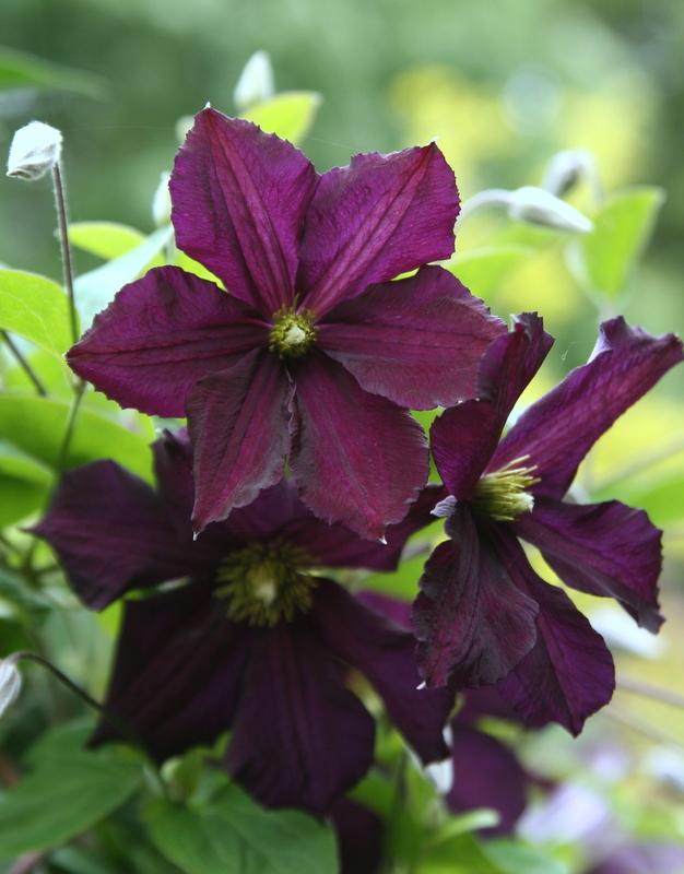Photo of Clematis 'Romantika' uploaded by Calif_Sue