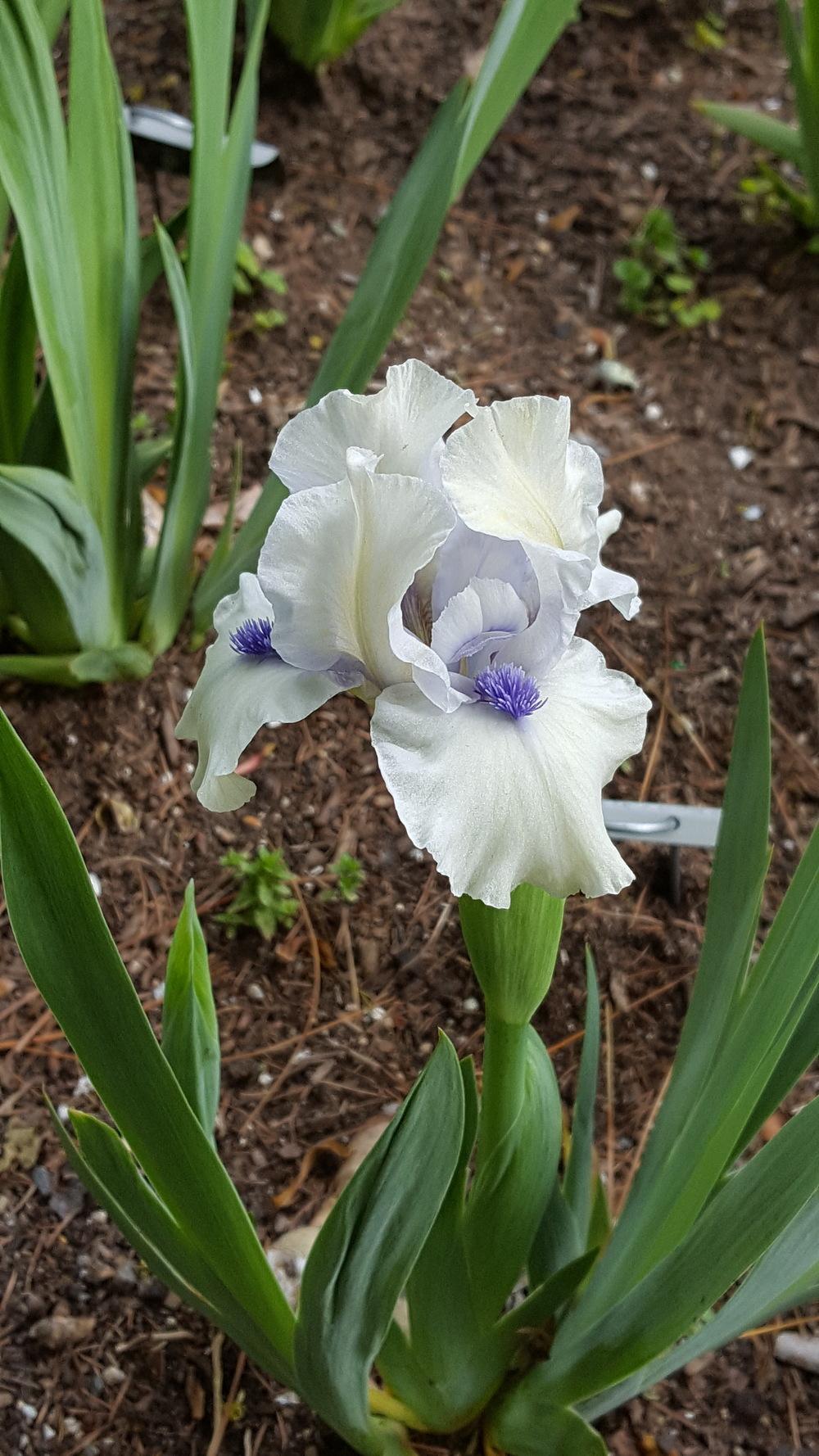 Photo of Standard Dwarf Bearded Iris (Iris 'Bluebeard's Ghost') uploaded by Dachsylady86