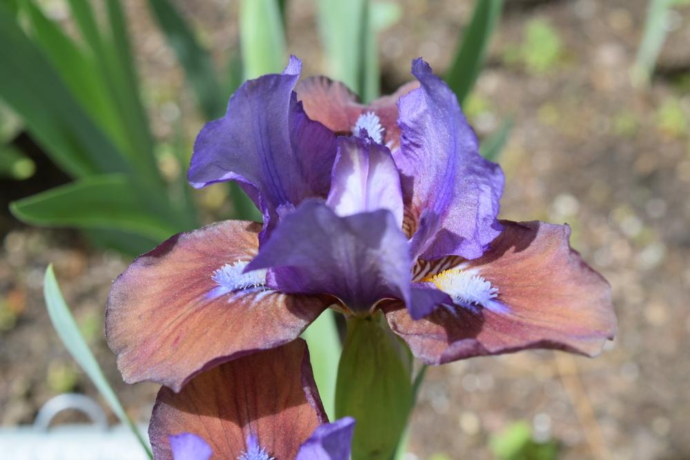 Photo of Standard Dwarf Bearded Iris (Iris 'Flirting Again') uploaded by Dachsylady86
