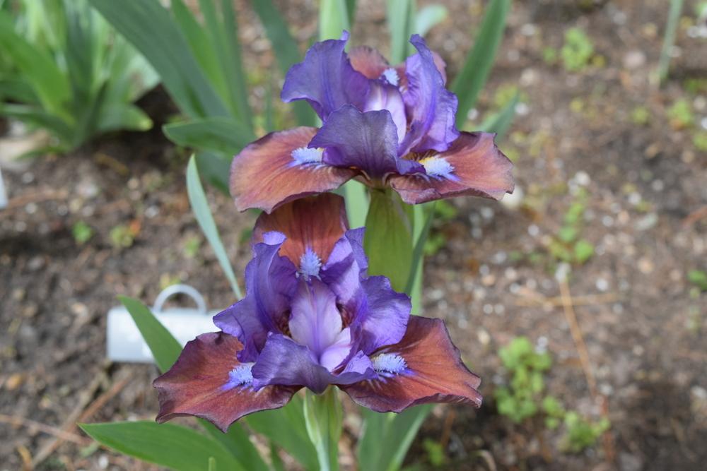 Photo of Standard Dwarf Bearded Iris (Iris 'Flirting Again') uploaded by Dachsylady86