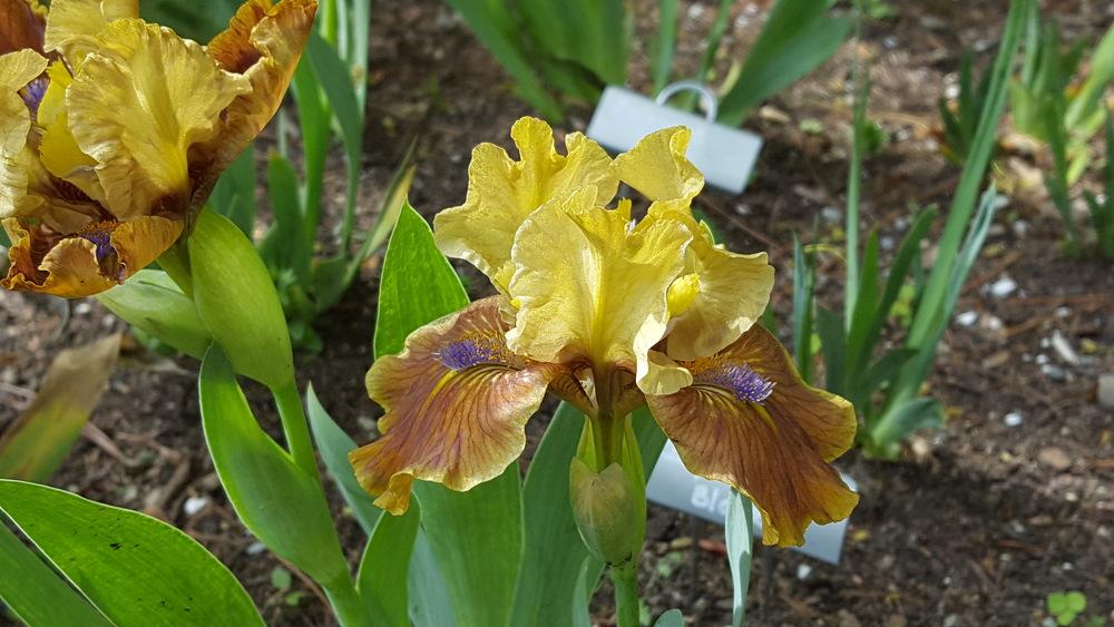 Photo of Standard Dwarf Bearded Iris (Iris 'California Boy') uploaded by Dachsylady86